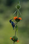 179 - PURPLE SUNBIRD ON A LION EAR - HARITH AKSHAY - india <div